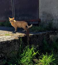 Katze-Cat, Champvent VD